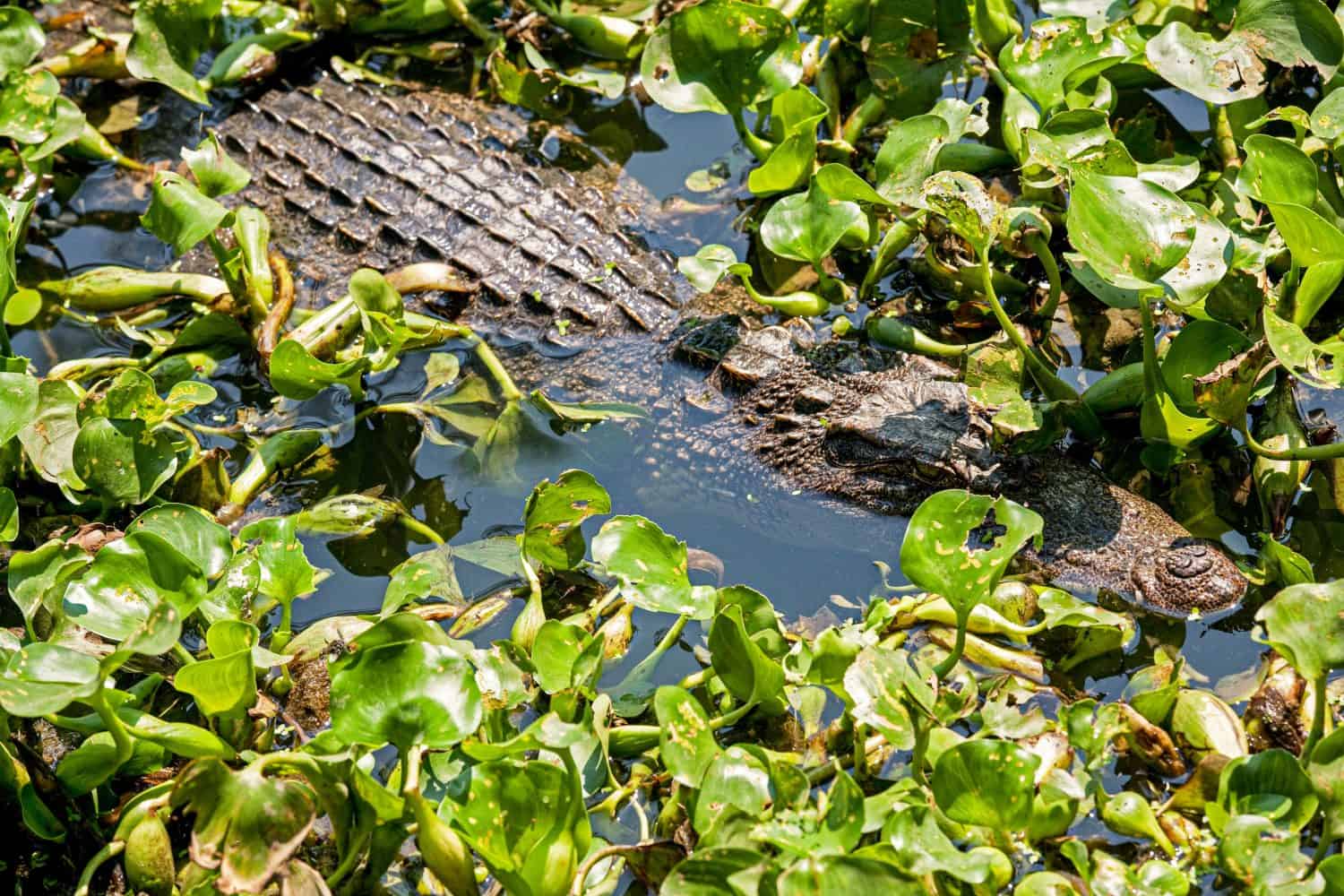 The Siamese crocodile (Crocodylus siamensis) is a freshwater crocodile native to Indonesia (Borneo and possibly Java), Brunei, East Malaysia, Laos, Cambodia, Burma, Thailand, and Vietnam.