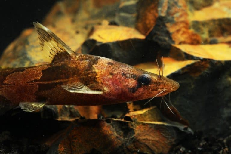 Rare Malayan bumblebee catfish (Leiocassis poecilopterus)