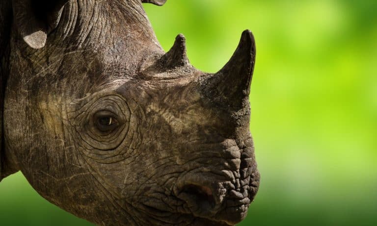 Rhinoceros, Javan Rhino In Natural Green Background