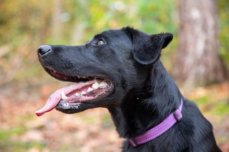 German Sheprador