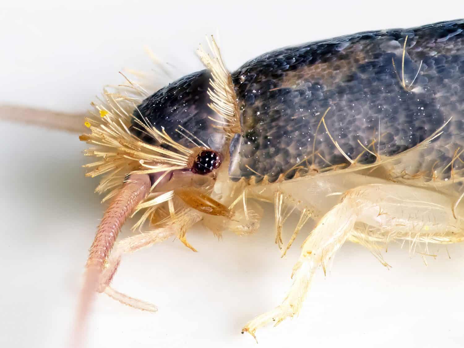 Macro photo of a Gray silverfish (Ctenolepisma longicaudatum) on a white background
