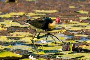 Comb crested jacana stepping on lilypads in lake with big feet