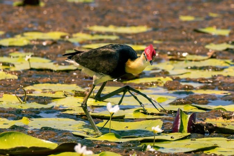 Comb-crested Jacana