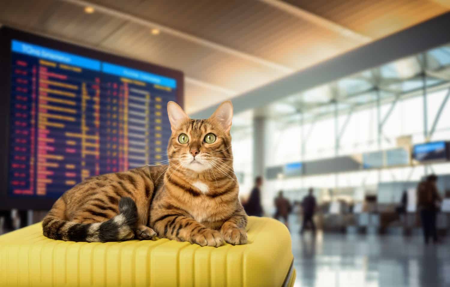 A Bengal cat lies on a yellow suitcase at the airport. Traveling with a pet. Copy space.