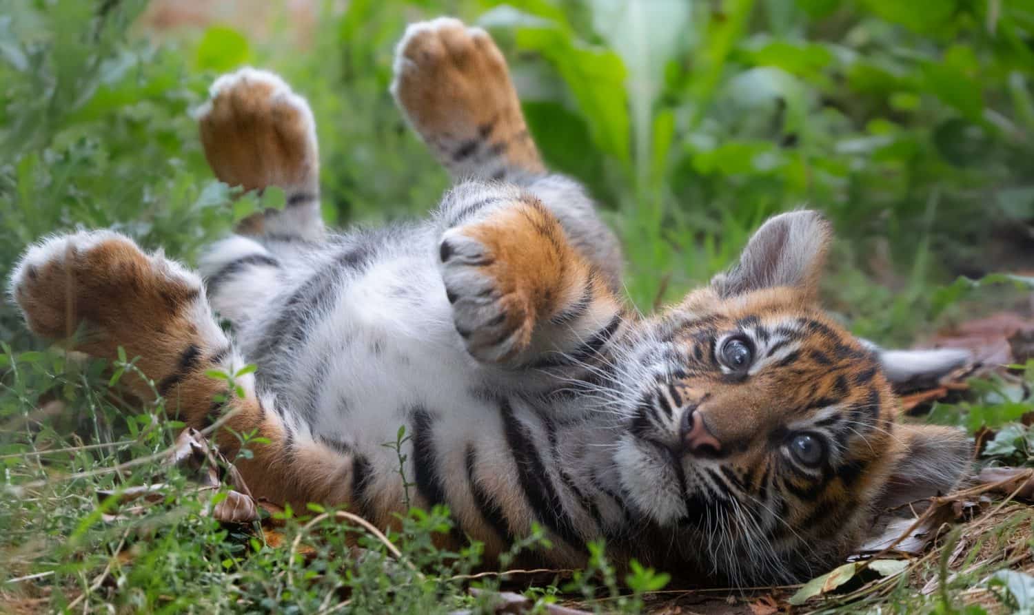 Baby tiger rolls in grass