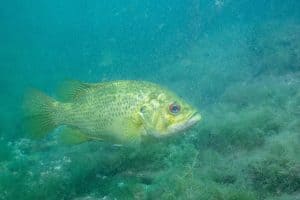 Rock bass in a lake