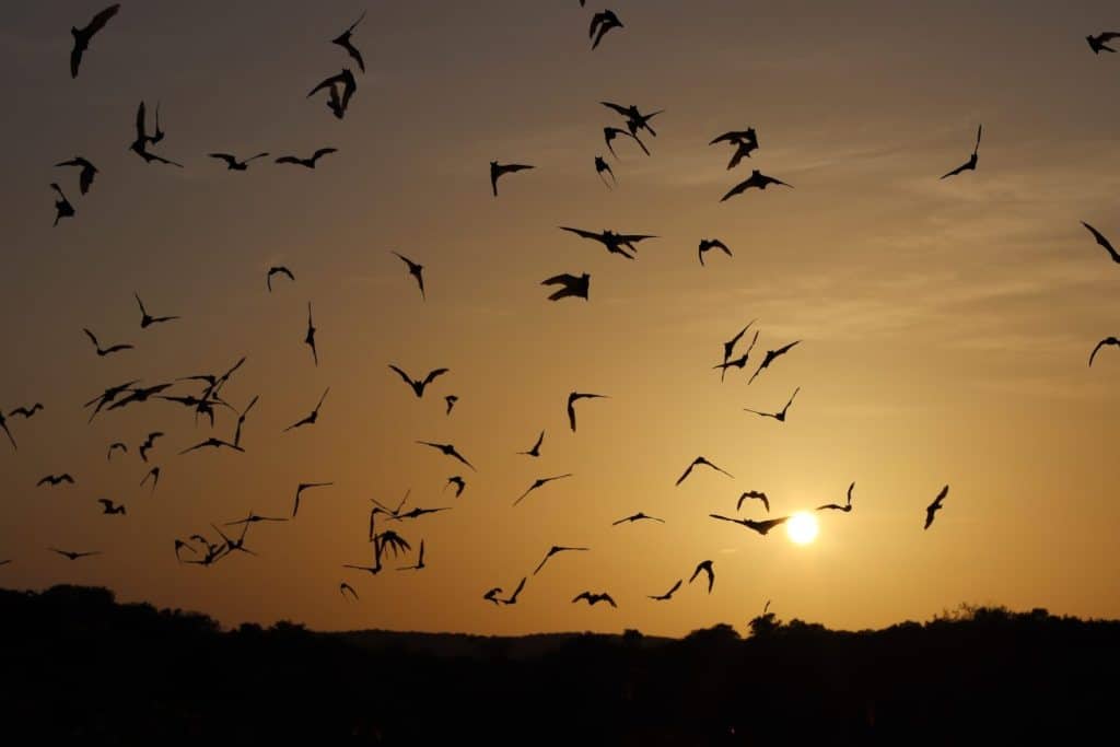 Flight of bats at sunset