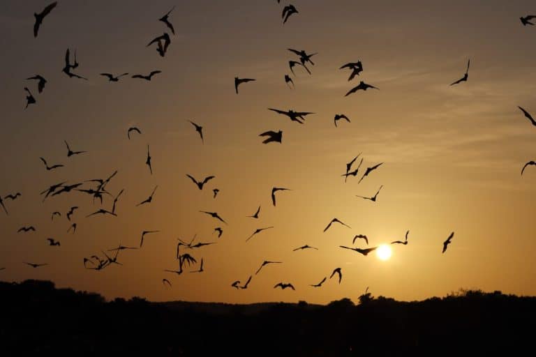 Flight of bats at sunset