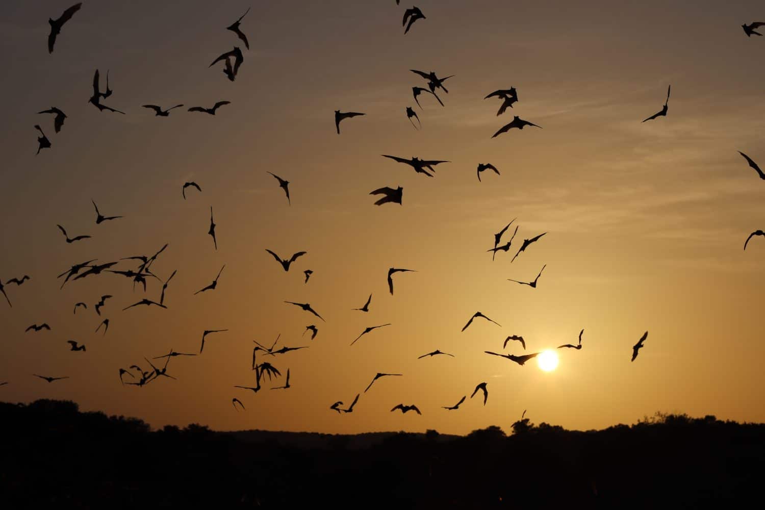 Flight of bats at sunset