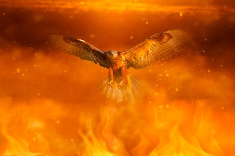 A bird of prey in a fire. Yellow red nature background.