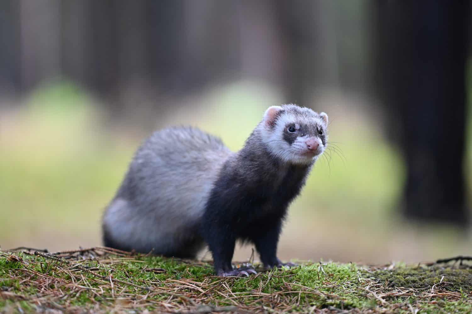 Ferret photographed in nature. Sable ferret male.