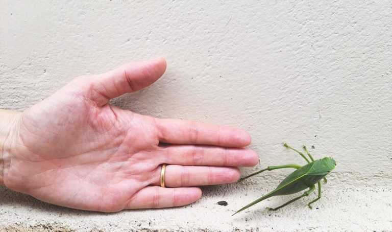 Leaf bug or leaf insect (Phyllium Siccifolium), next to a female hand.