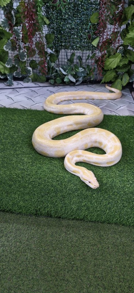 The python is sleeping in on the green carpet