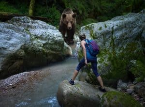 Unexpected encounter of a woman hiker with a grizzly bear at a river crossing in a canyon, mixed media, conceptual shot of the dangers in the wilderness