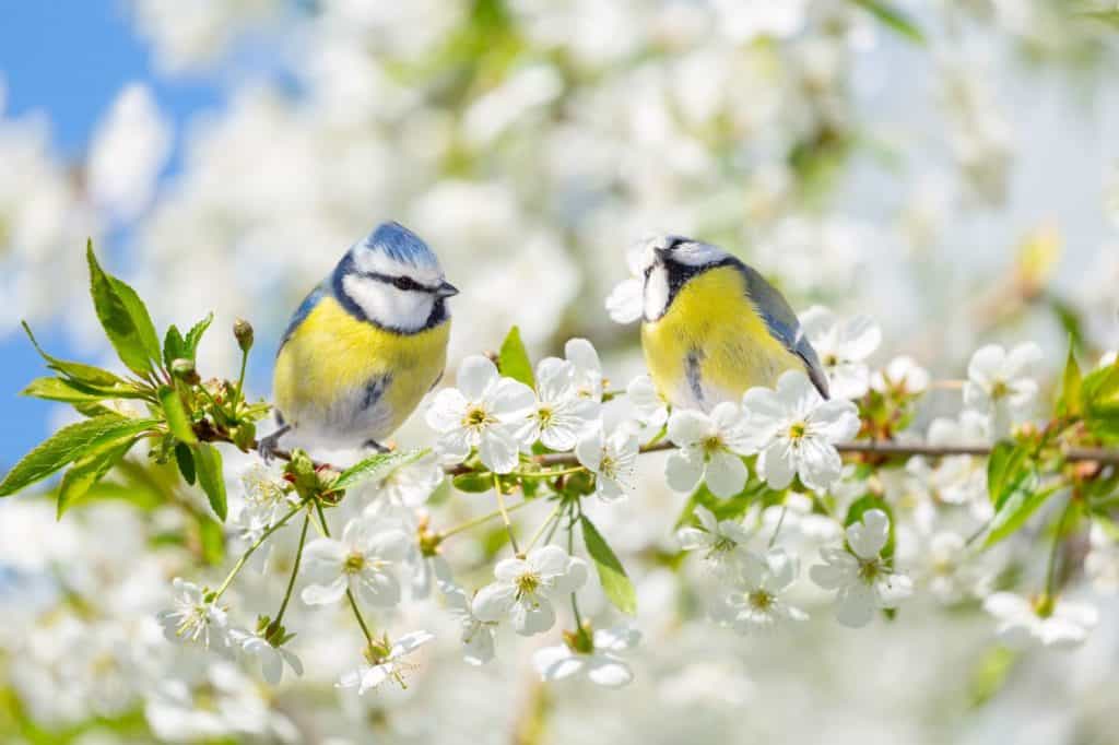 Close up of two little birds perching on branch of blossom cherry tree. Blue tit. Parus caeruleus. Spring background