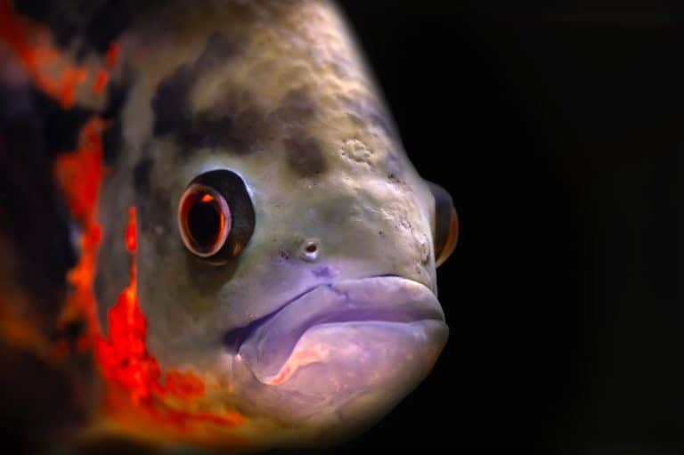 Oscar Fish