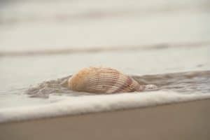 The Overlooked Shellfish That Cleans the Ocean and Has a Surprising Secret photo