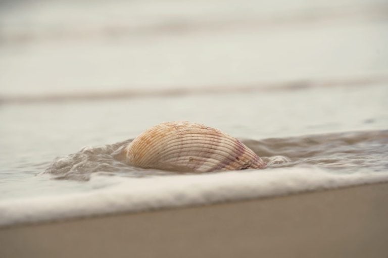 Pink and White Atlantic Giant Cockle on the beach one of the largest shallow-water bivalves.