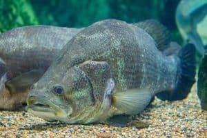 The Nile perch (Lates niloticus) is a species of freshwater fish. It is widespread throughout much of the Afrotropical realm,