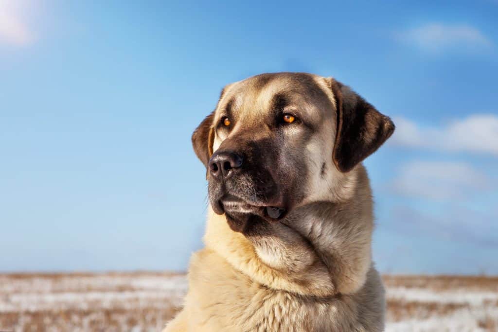 Turkish Kangal dog in winter on a pasture, portrait, close-up. Livestock guard dog. Kangal dogs can perform their duties in the harshest climatic and working conditions.