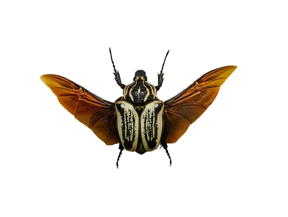 Giant goliath isolated on white background