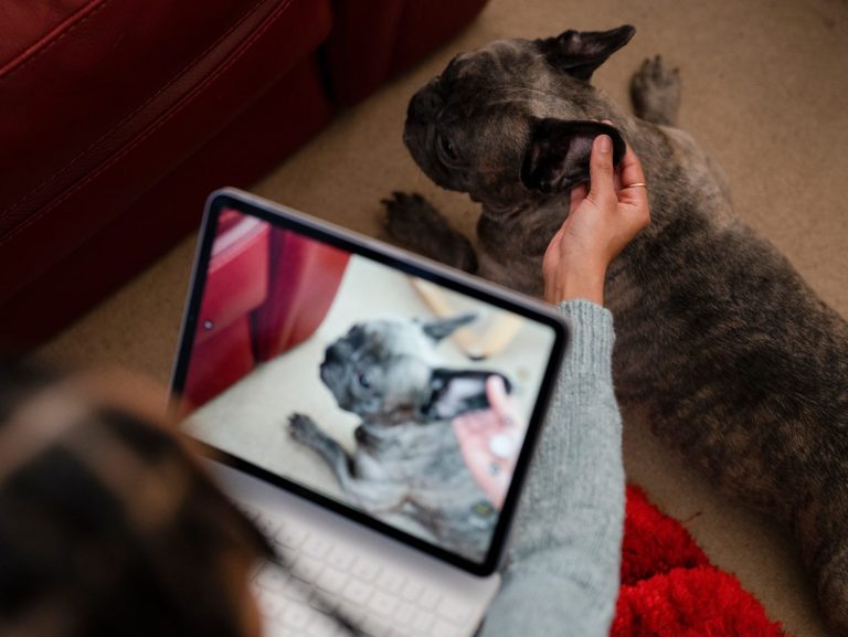 Woman filming french bulldog during video call with vet consultant