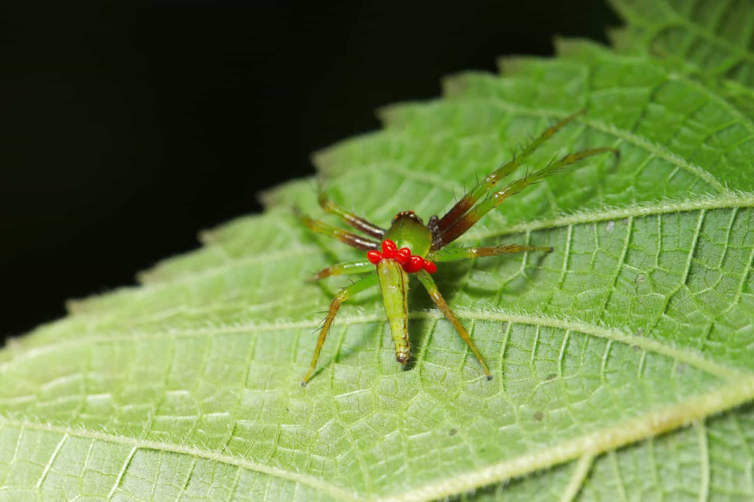 Poor green Wakabugmo (Oxytate striatipes) spider carrying many red Balaustium murorum  mites on its back (Natural+flash light, macro close-up photography)