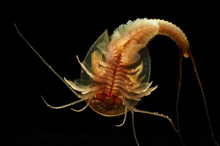 Triops or Tadpole Shrimp (Triops longicaudatus) also called "living fossils" this genus have been found in rocks hundreds of millions of years old. Triops are commonly sold in kits as pets.