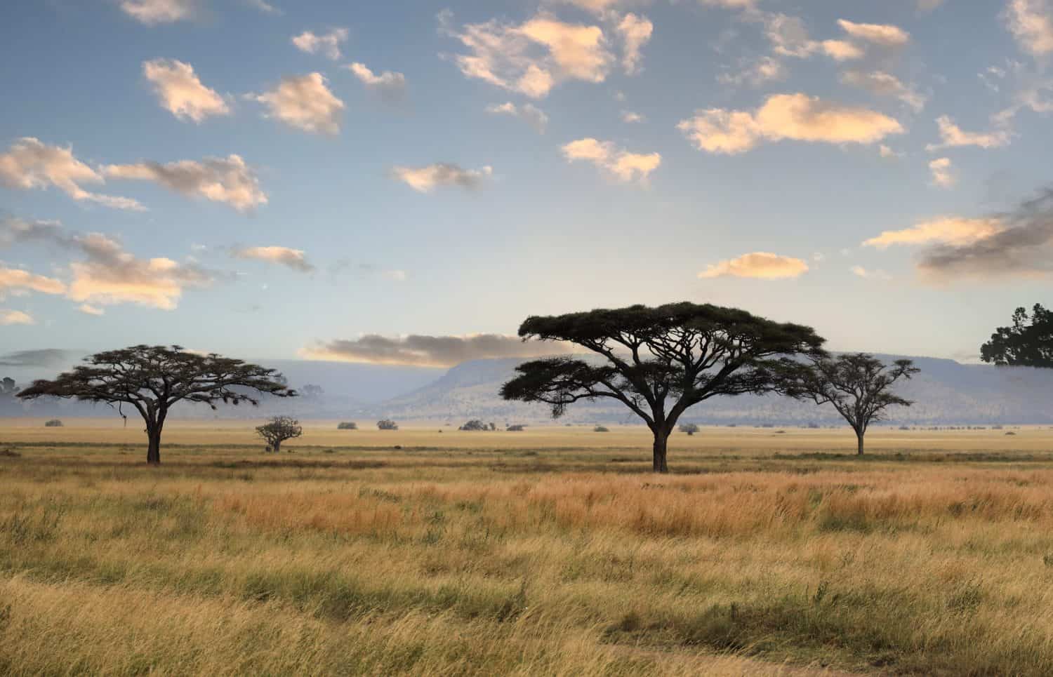 Umbrella Tree in Serengeti National Park, Tanzania, East Africa.