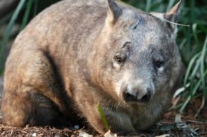 The close-up shot highlights the northern hairy-nosed wombat in the wild environment.