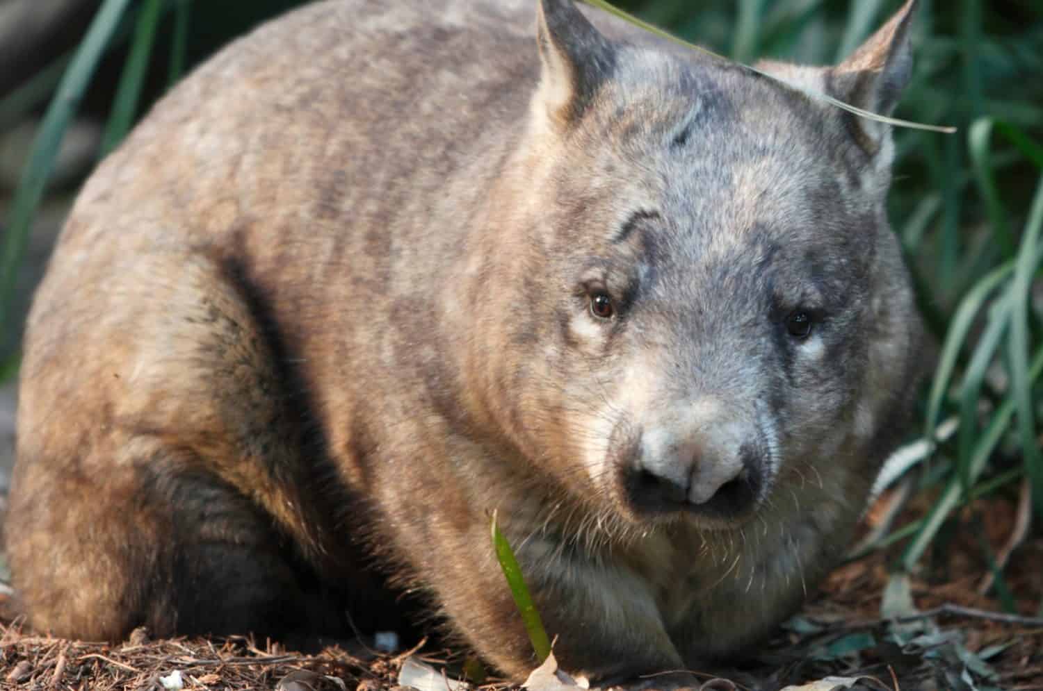 The  close-up shot highlights the northern hairy-nosed wombat in the wild environment.
