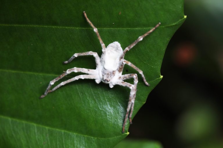 zombie spider covered with entomopathogenic fungus