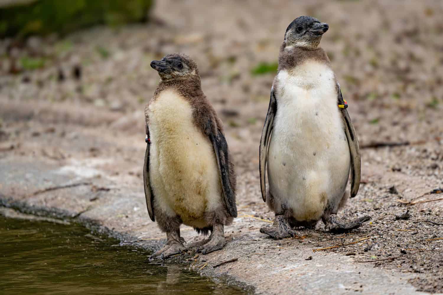 Adorable baby humboldt penguin chicks at the Eindhoven Zoo, the 