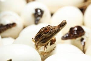 Taxidermy of Siamese freshwater crocodile (Crocodylus siamensis) hatching out from eggs