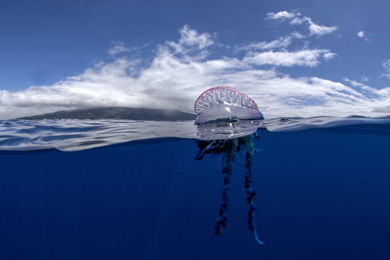 Portuguese man of war near the coast of Azores islands. Dangerous jellyfish is sailing on the surface. Cnidarian with the pouch on the top of surface and long tentacles.