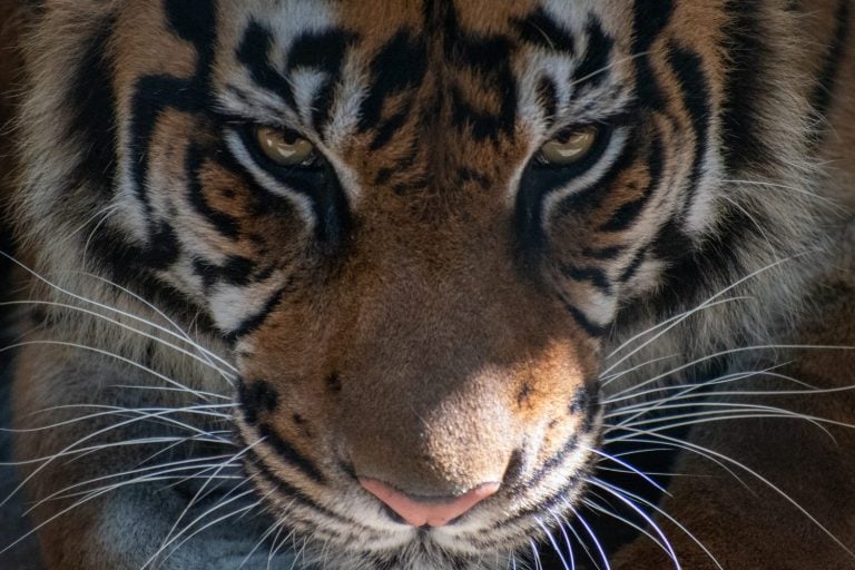Close-up of tiger's face looking into the camera.