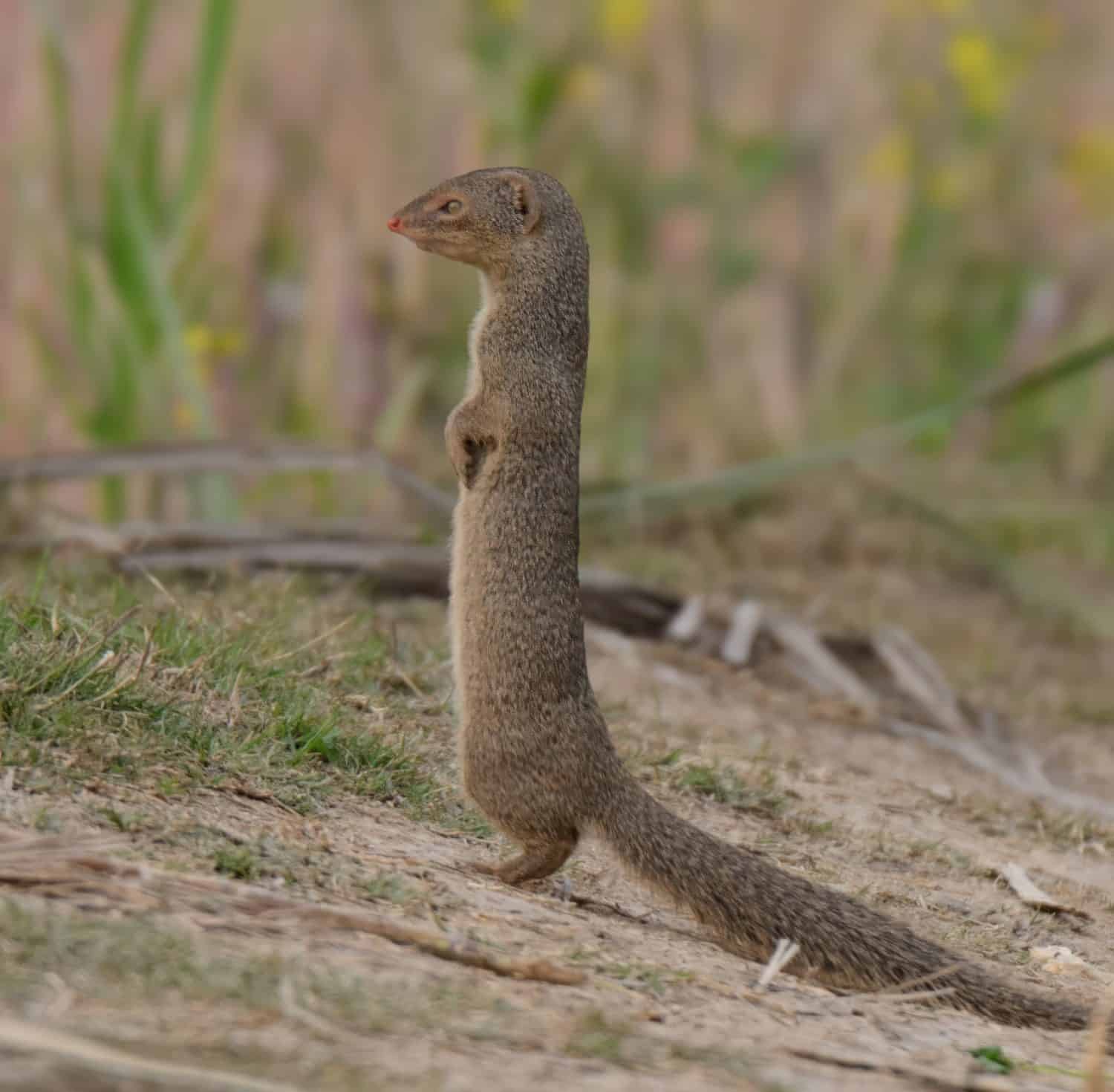 Small Indian Mongoose (Urva auropunctata) staing on its toes to look around the agricultural fields in Pakistan.