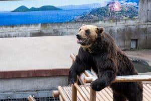 Big brown bear leaning on a metal rail within its zoo enclosure with a scenic mural in the background at Showa Shinzan Bear Ranch, Hokkaido, Japan