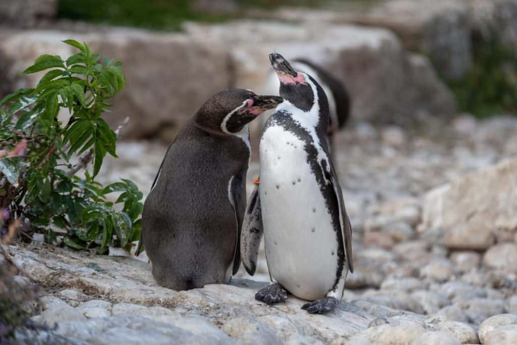 Pair of Humboldt penguins getting friendly.