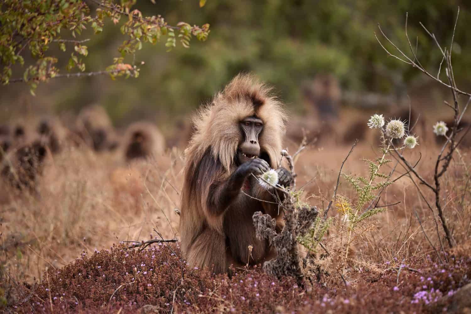 Gelada Baboon, Theropithecus gelada Eating Plants in Simien Mountains, Ethiopia – Majestic Wildlife Scene in Natural Habitat.