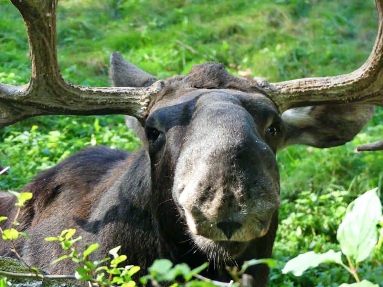 Male eurasian moose elk closeup with big horns big hoofed mammal wildlife in polish zoo Alces ales biggest largest heaviest species of deer family