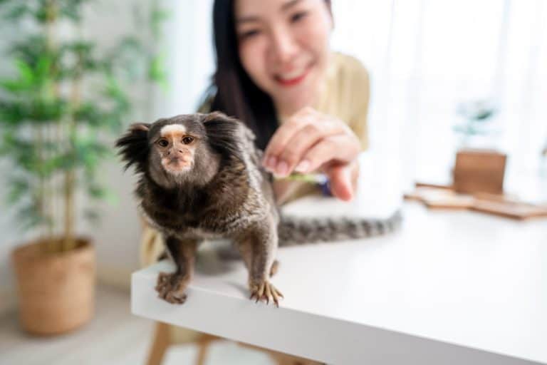 Asian young woman owner play with Marmoset monkey in living room at home. Attractive beautiful girl spend free leisure time with little domestic pet in house. Pets friendly and interaction concept.