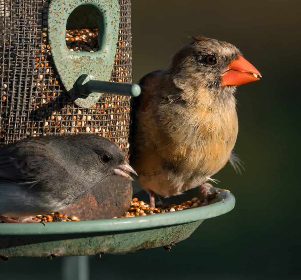 Cardinal Female and a Junco at a Feeder