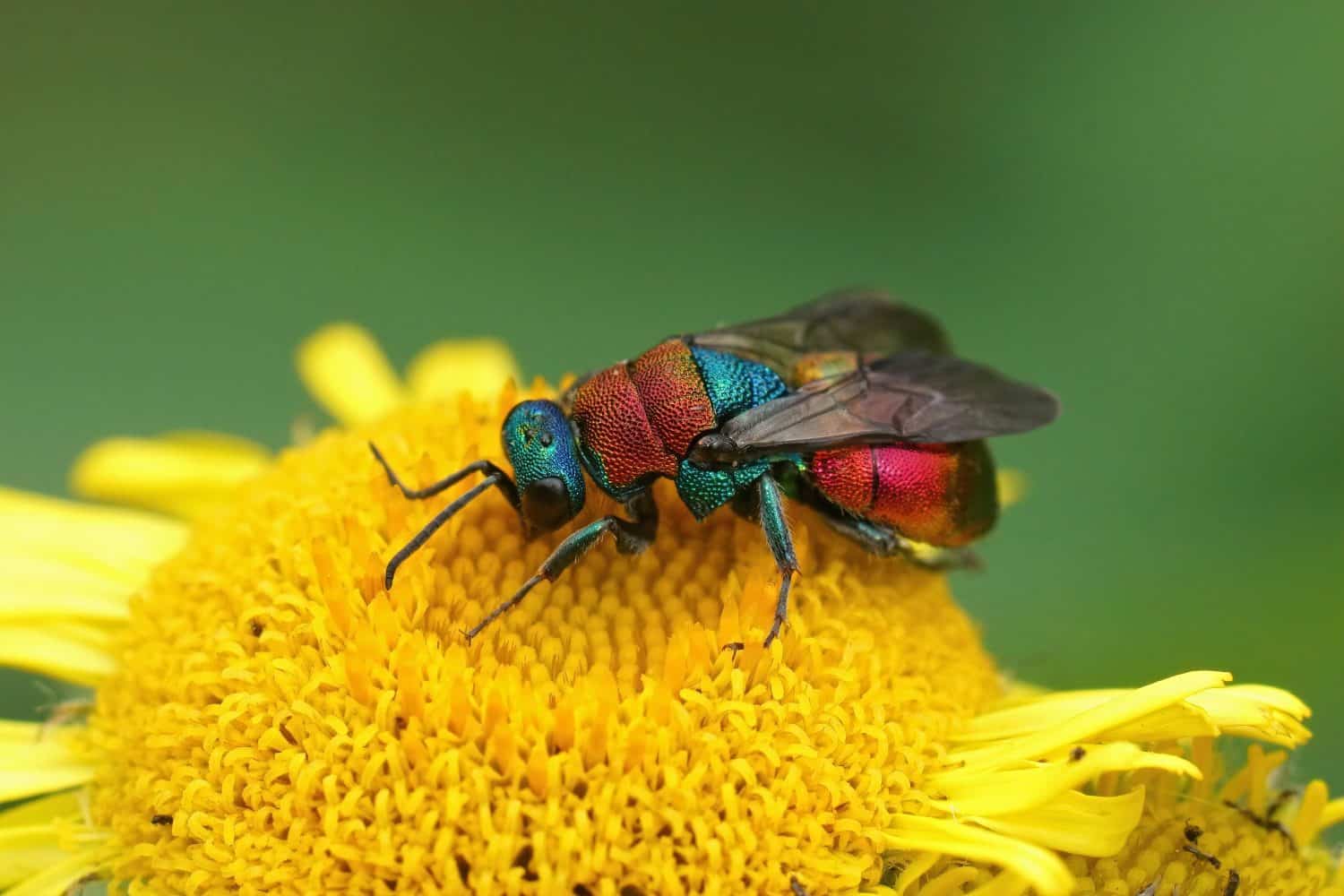 Closeup on a colorful metallic jewel wasp, Hedychrum nobile, sitting on a yellow Common fals fleabane , Pulicaria dysenterica flower