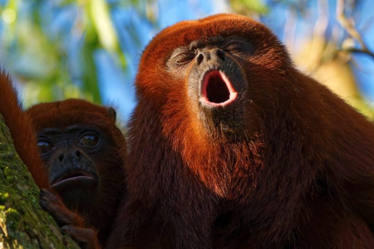 Venezuelan Red Howler (Alouatta seniculus). They inhabit rainforests and mountain forests of Central and South America. The loudest monkey. Morning roar of a red howler. Close-up.