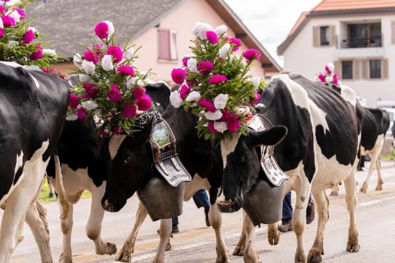 Cows decorated by flowers on the annual transhumance at Swiss desalpe festival. Semsales, Fribourg Canton, Switzerland.