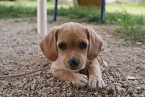A closeup shot of a cute brown Cavador (Cavalier and Labrador mix) puppy