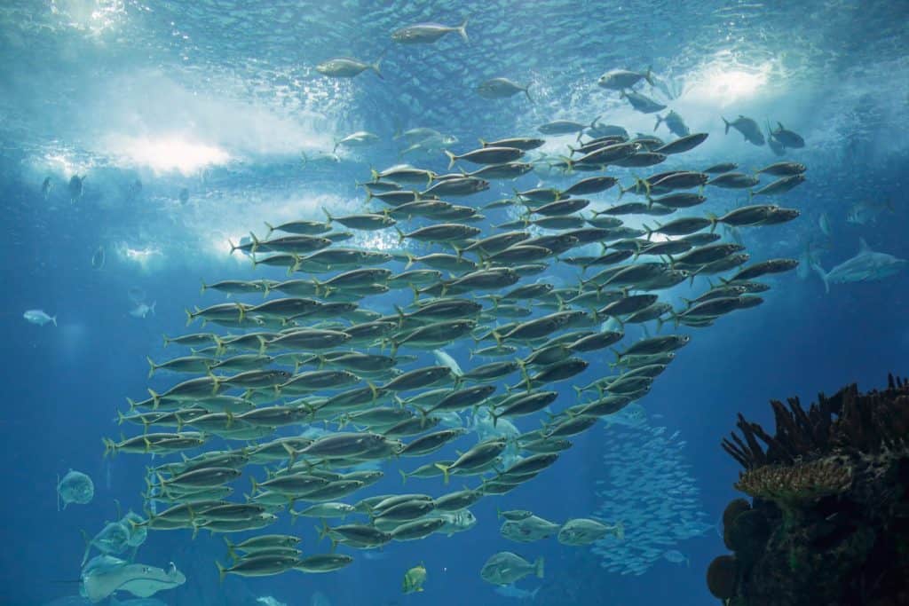 School of horse mackerel. Sea water aquarium photo.