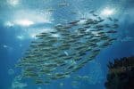 Jack mackerel