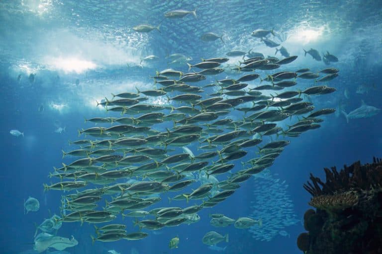 Horse Mackerel